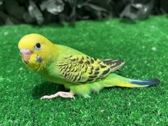 セキセイインコ ヒナ ノーマル (2026.02.26現在)