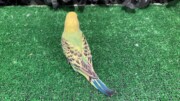 セキセイインコ ヒナ ノーマル (2026.02.26現在)