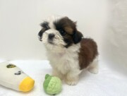 シーズー（2026.02.17現在）