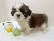 シーズー（2026.02.17現在）