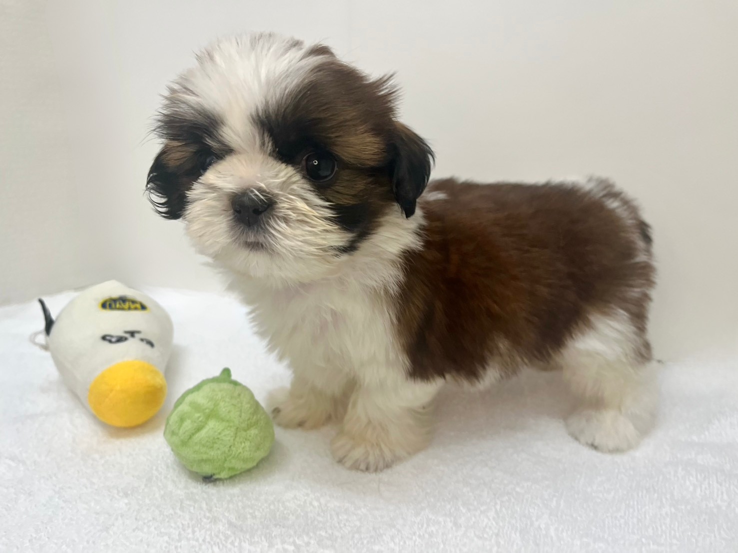 シーズー（2026.02.17現在）