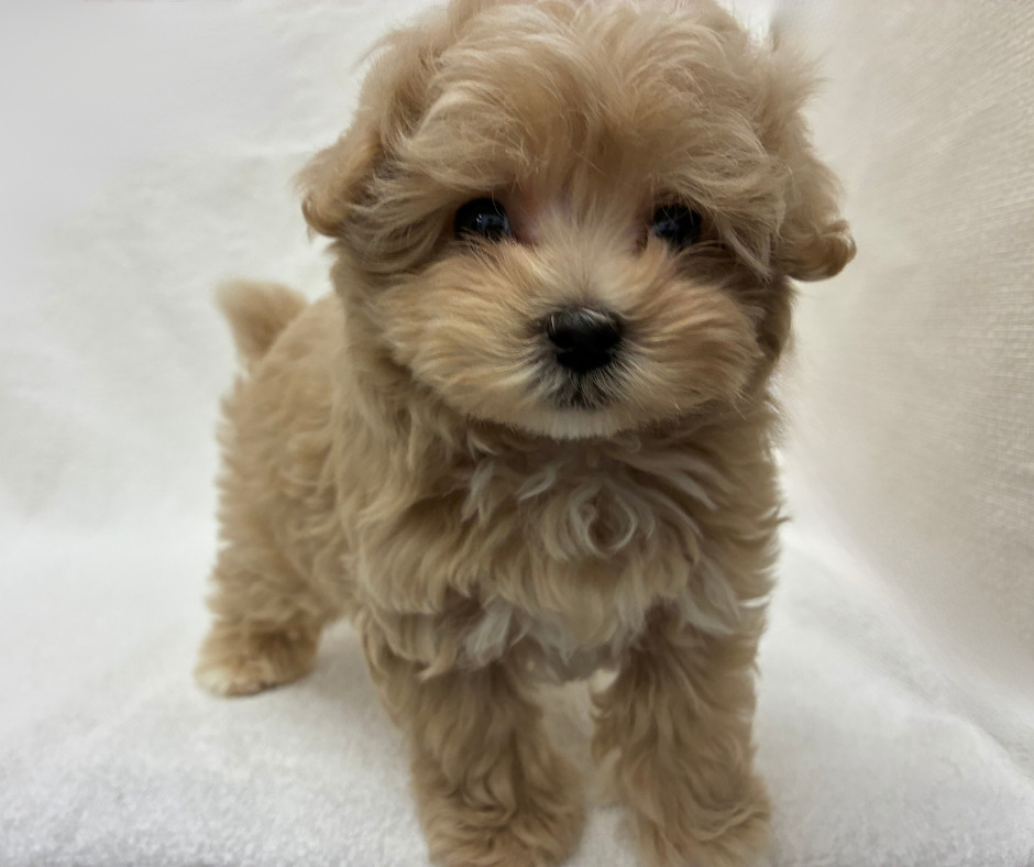 トイプードル×マルチーズ（2026.02.10現在）