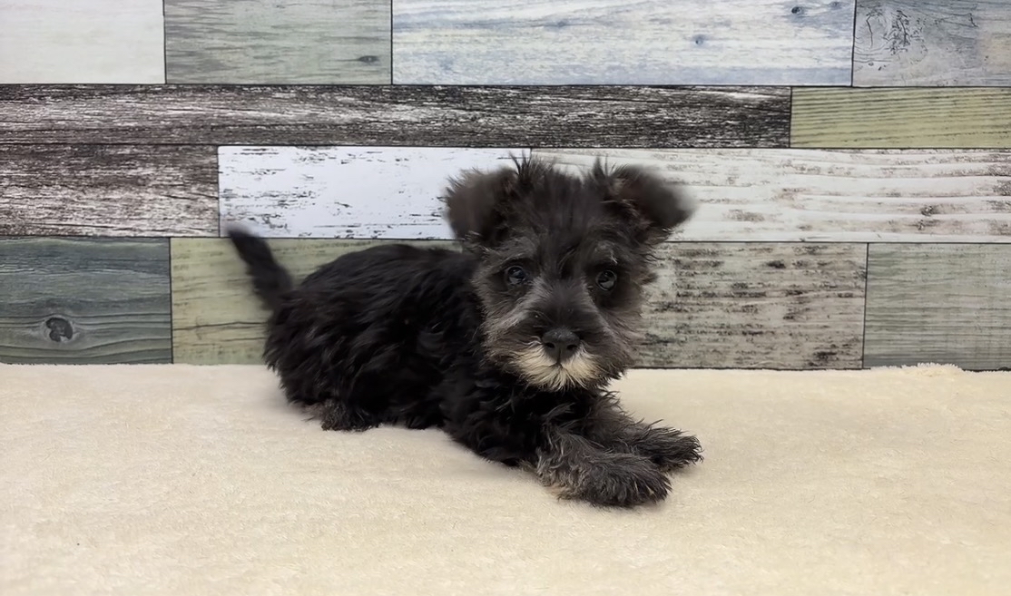 ミニチュアシュナウザー(2026.02.19現在)