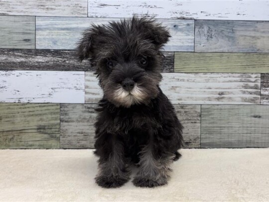 ミニチュアシュナウザー(2026.02.19現在)