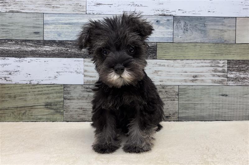 ミニチュアシュナウザー(2026.02.19現在)