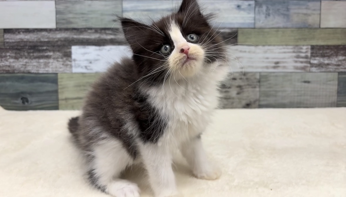 ノルウェージャンフォレストキャット(2026.02.19)