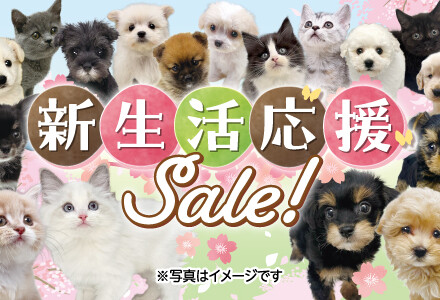 新生活応援SALE開催！