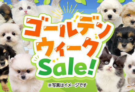 ゴールデンウイークSALE開催！