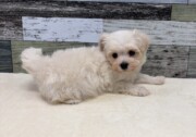 トイプードル×マルチーズ(2026.03.05現在)