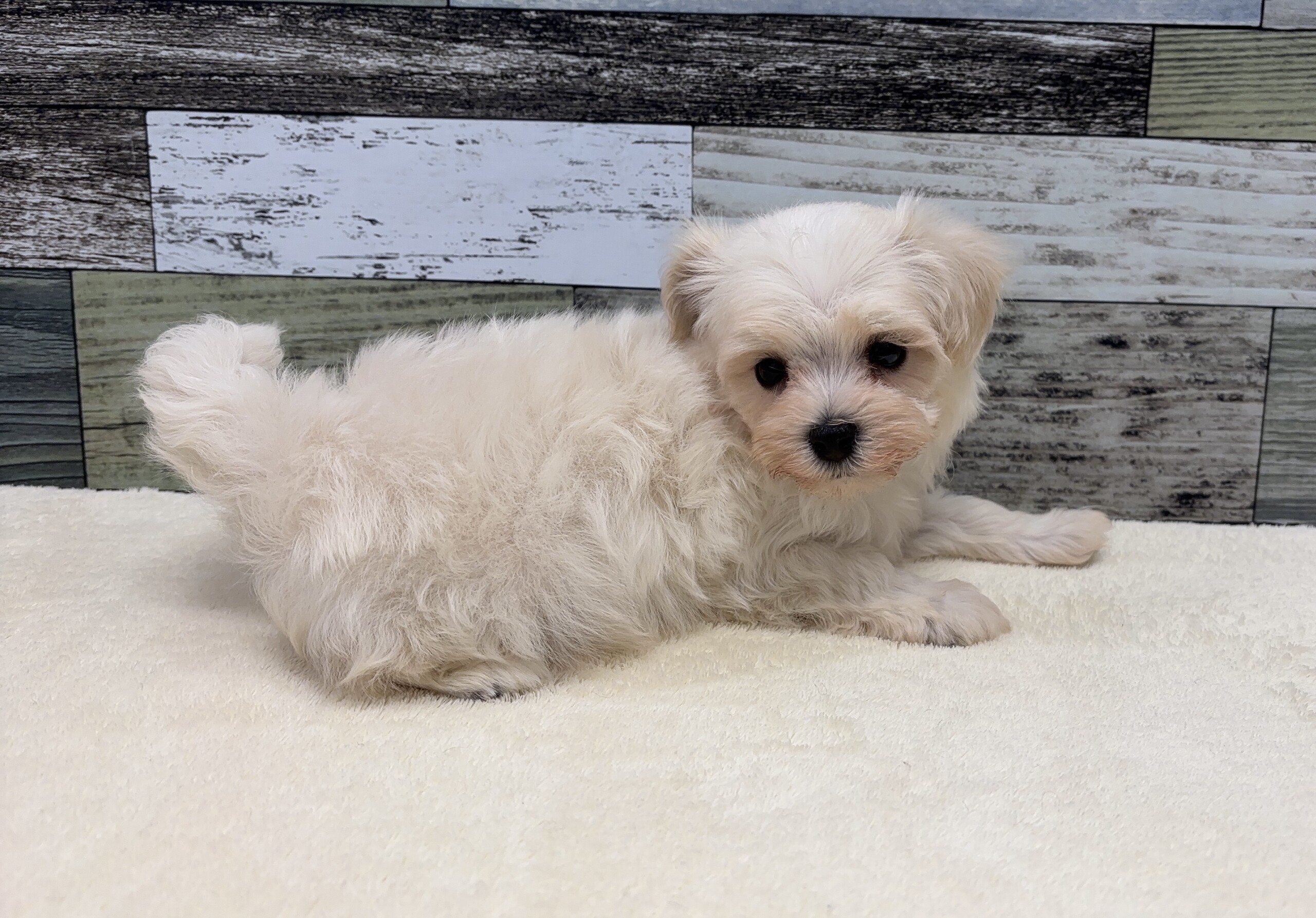 トイプードル×マルチーズ(2026.03.05現在)