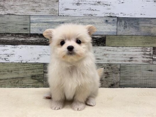 マルチーズ×ポメラニアン(2026.03.05現在)