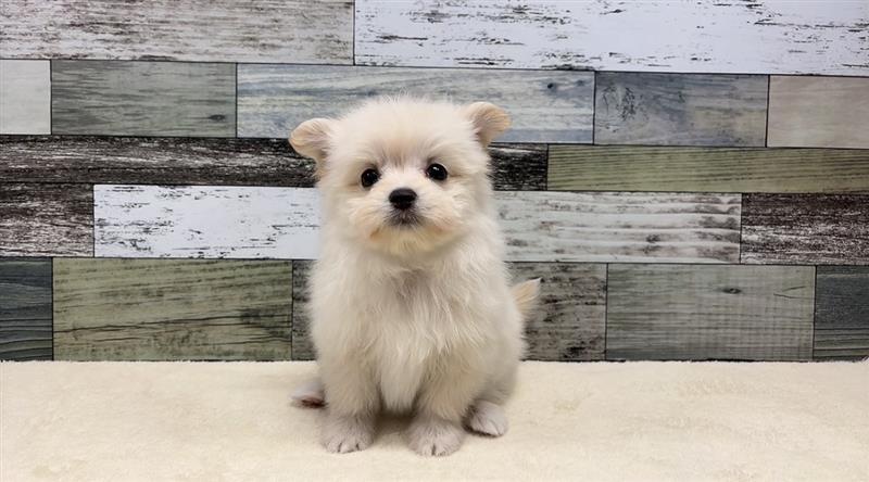 マルチーズ×ポメラニアン(2026.03.05現在)