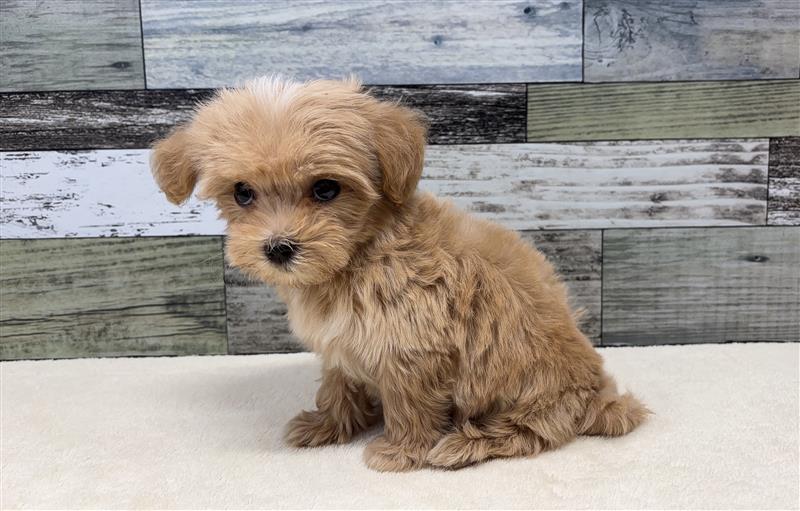 マルチーズ×トイプードル(2026.03.11現在)