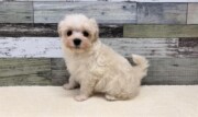 トイプードル×マルチーズ(2026.03.05現在)