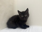 ブリティッシュショートヘア（2026.03.10現在）