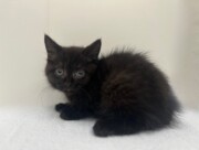 ブリティッシュショートヘア（2026.03.10現在）