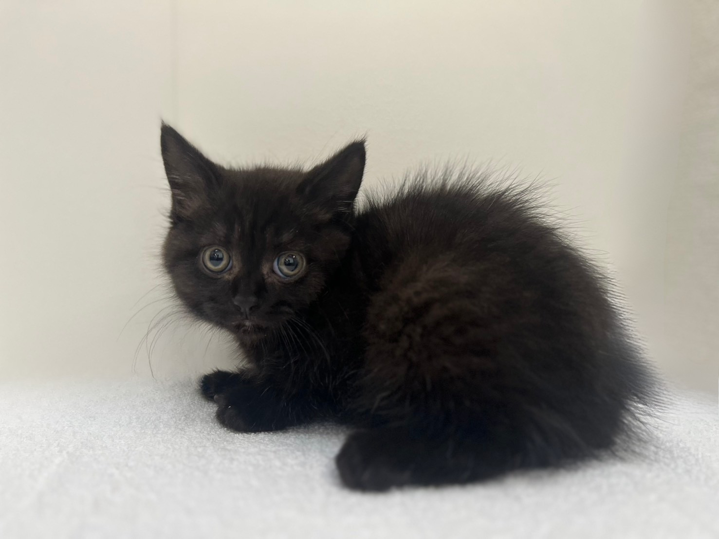 ブリティッシュショートヘア（2026.03.10現在）