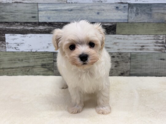 トイプードル×マルチーズ(2026.03.05現在)