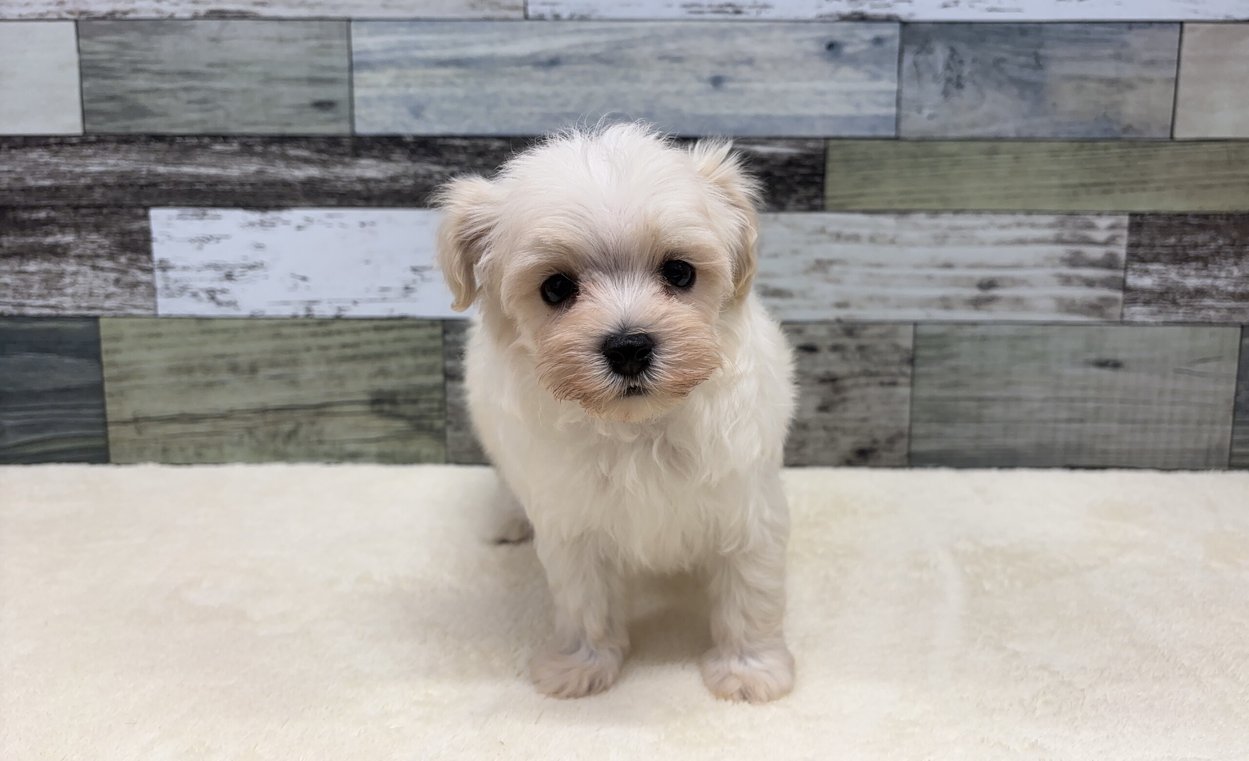 トイプードル×マルチーズ(2026.03.05現在)