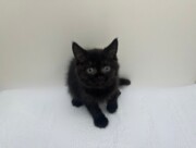 ブリティッシュショートヘア（2026.03.10現在）