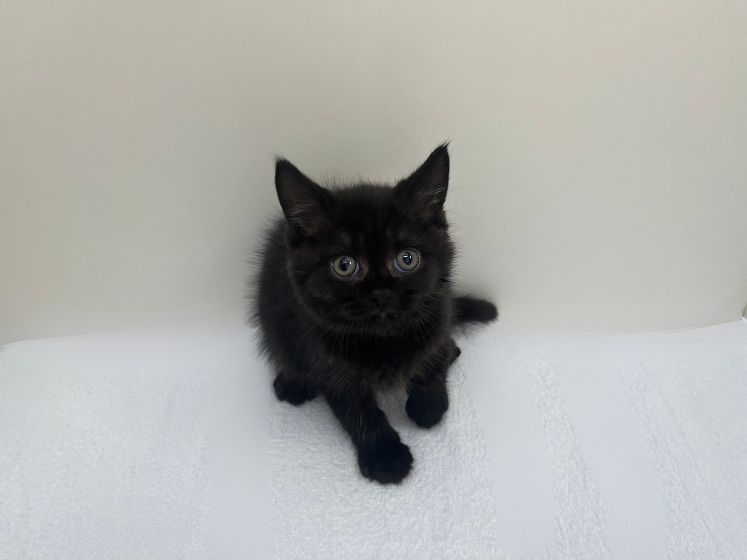 ブリティッシュショートヘア（2026.03.10現在）