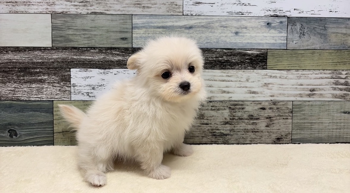 マルチーズ×ポメラニアン(2026.03.05現在)