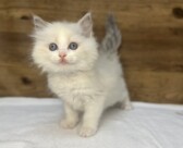 ラグドール（2026.03.10現在）