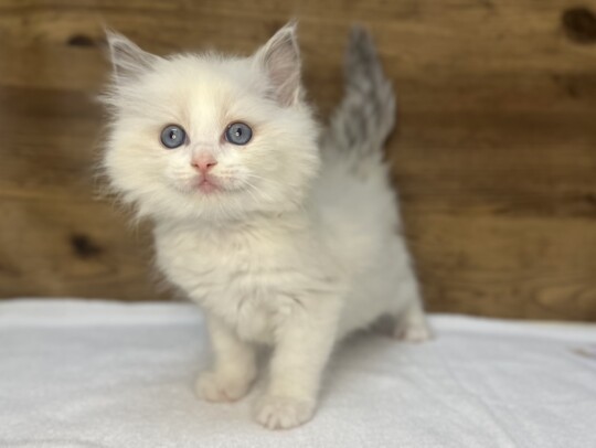 ラグドール（2026.03.10現在）