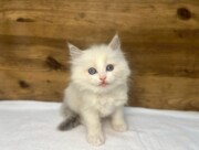 ラグドール（2026.03.10現在）