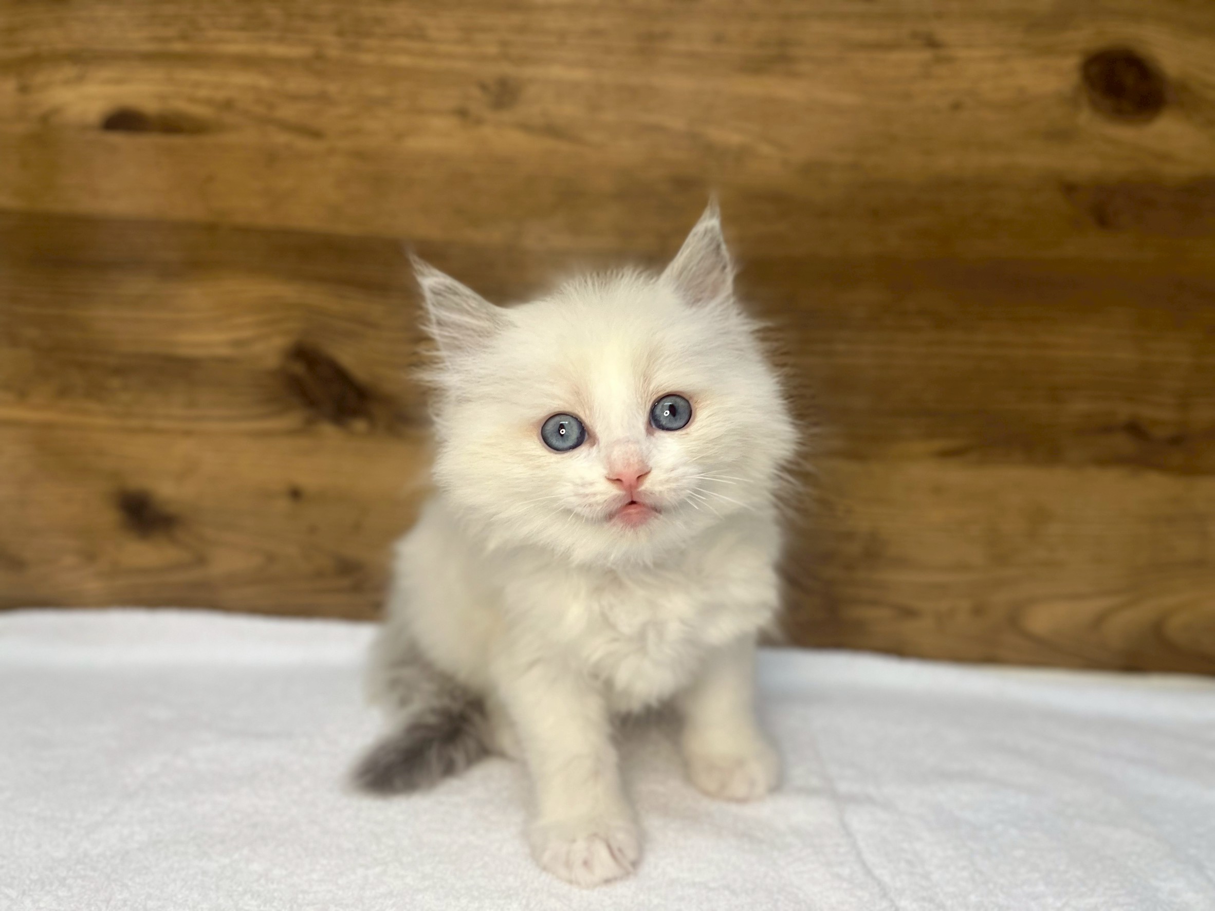 ラグドール（2026.03.10現在）