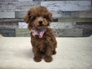 トイプードル(2026.03.12現在)