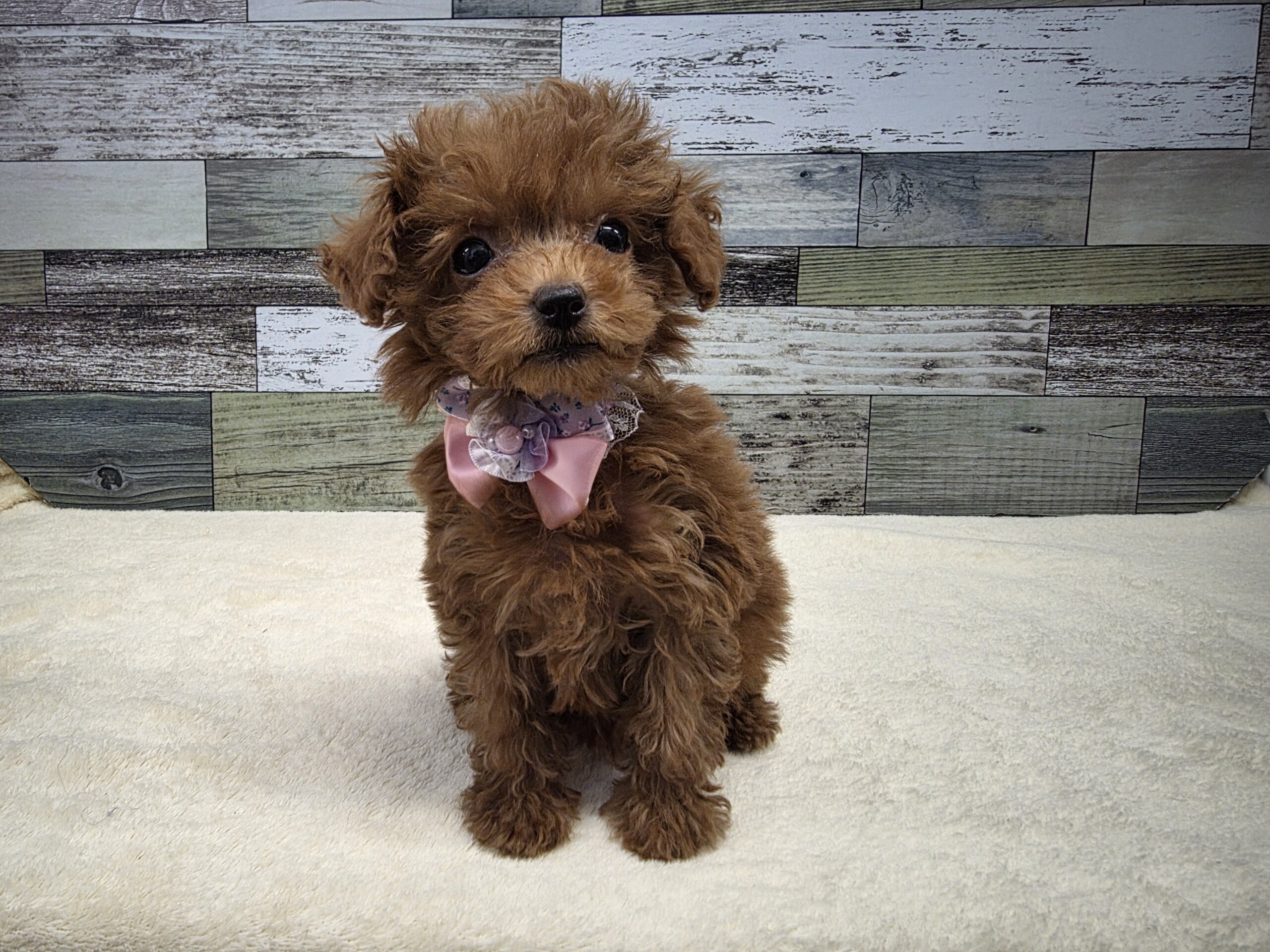 トイプードル(2026.03.12現在)