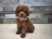 トイプードル(2026.03.12現在)