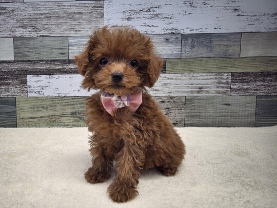 トイプードル(2026.03.12現在)