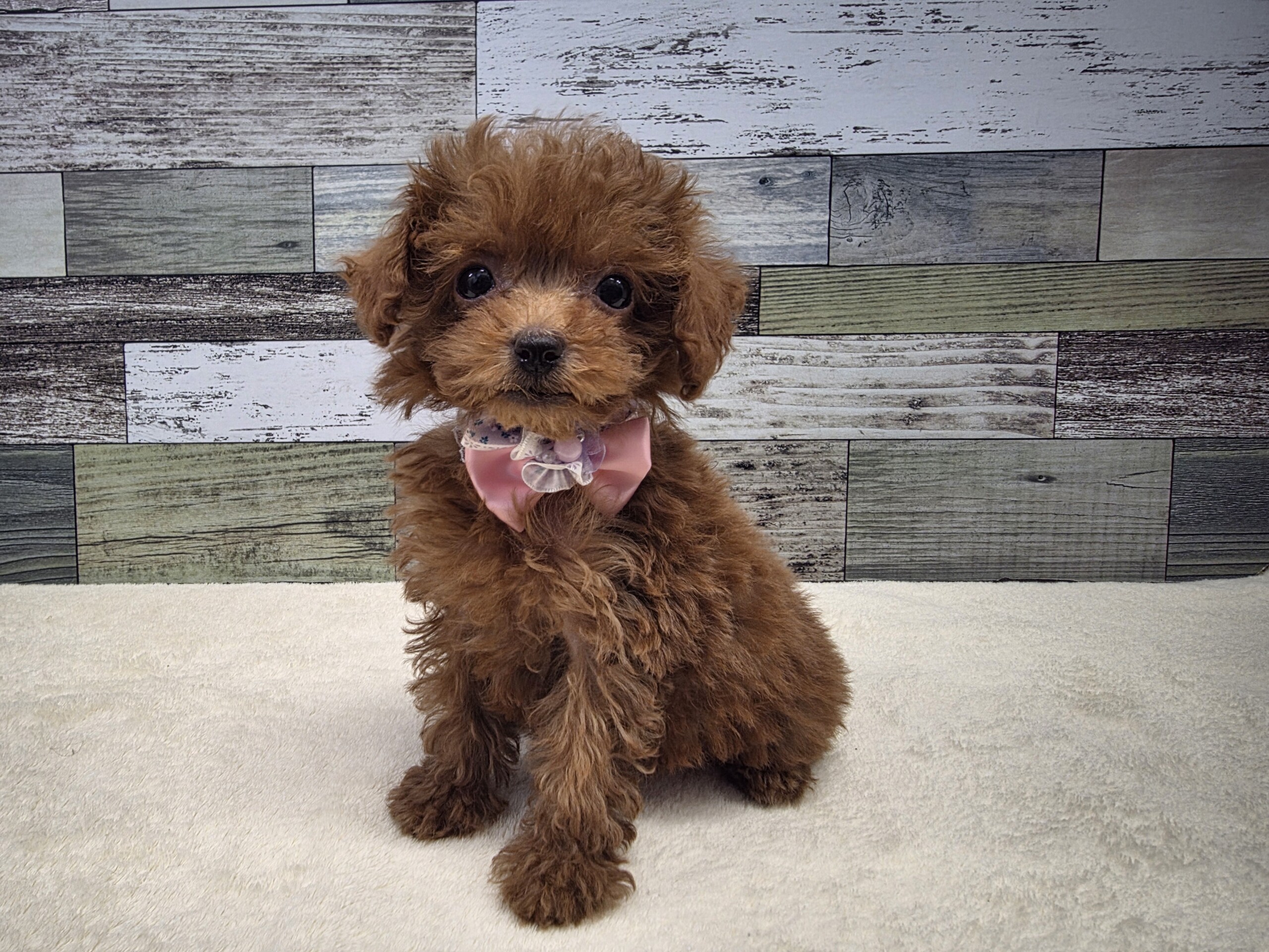 トイプードル(2026.03.12現在)