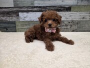 トイプードル(2026.03.12現在)