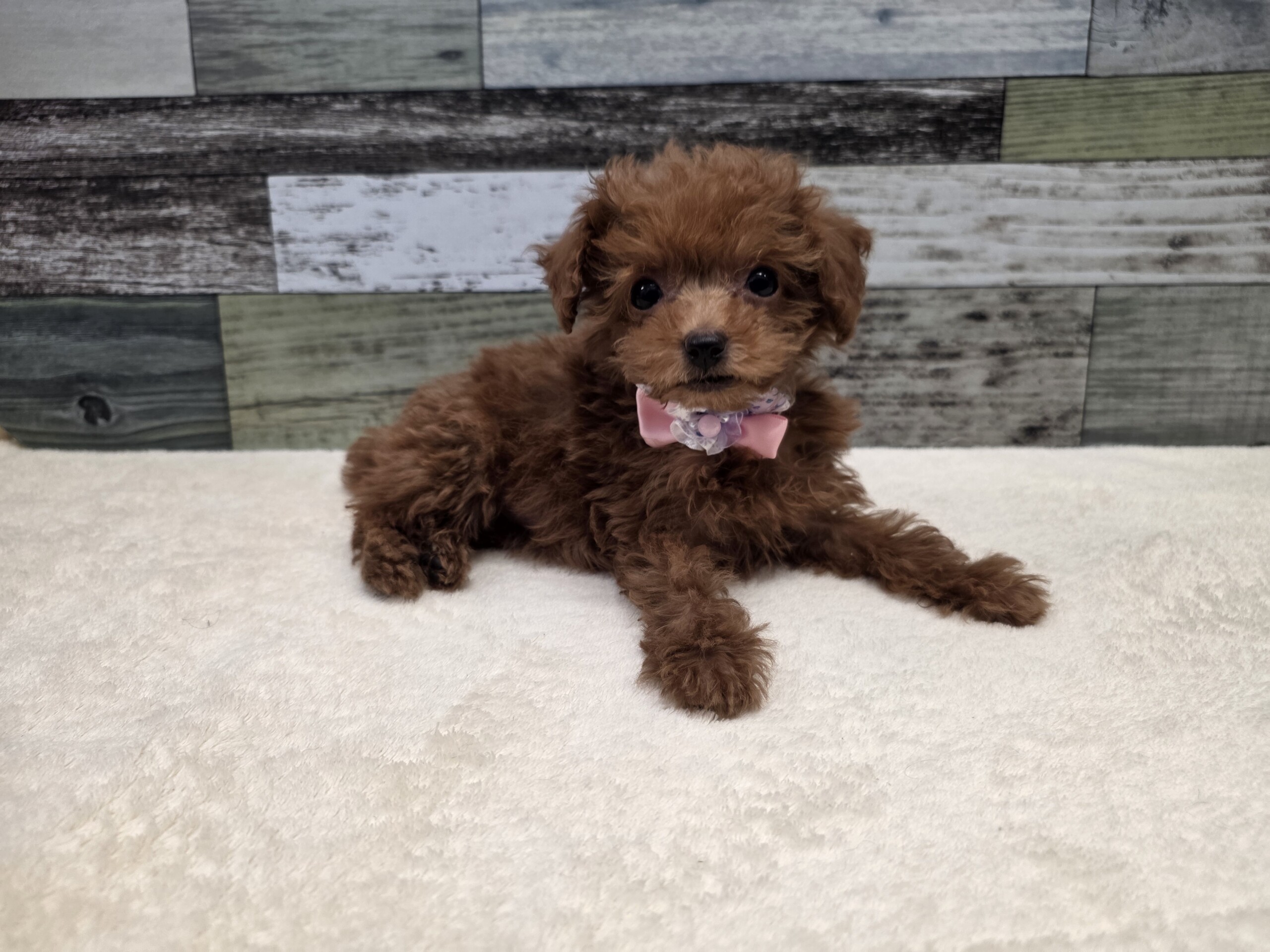 トイプードル(2026.03.12現在)