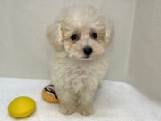 トイプードル（2026.04.28現在）