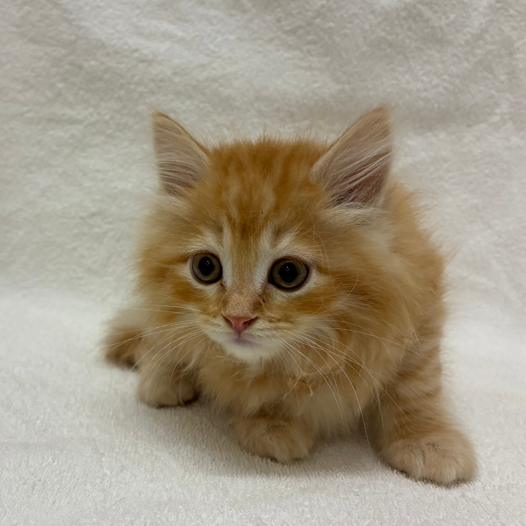 サイベリアン（2026.04.15現在）