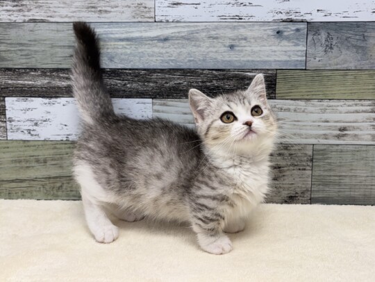 マンチカン（2026.04.18現在)