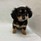 チワワ×Ｍダックス（2026.04.10現在）