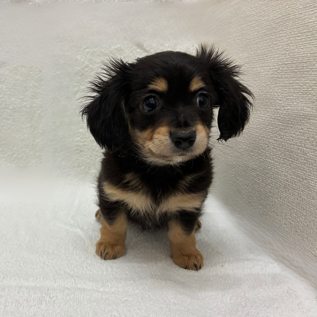 チワワ×Ｍダックス（2026.04.10現在）