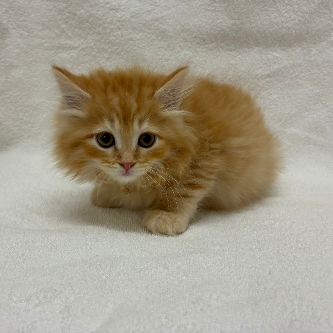 サイベリアン（2026.04.15現在）