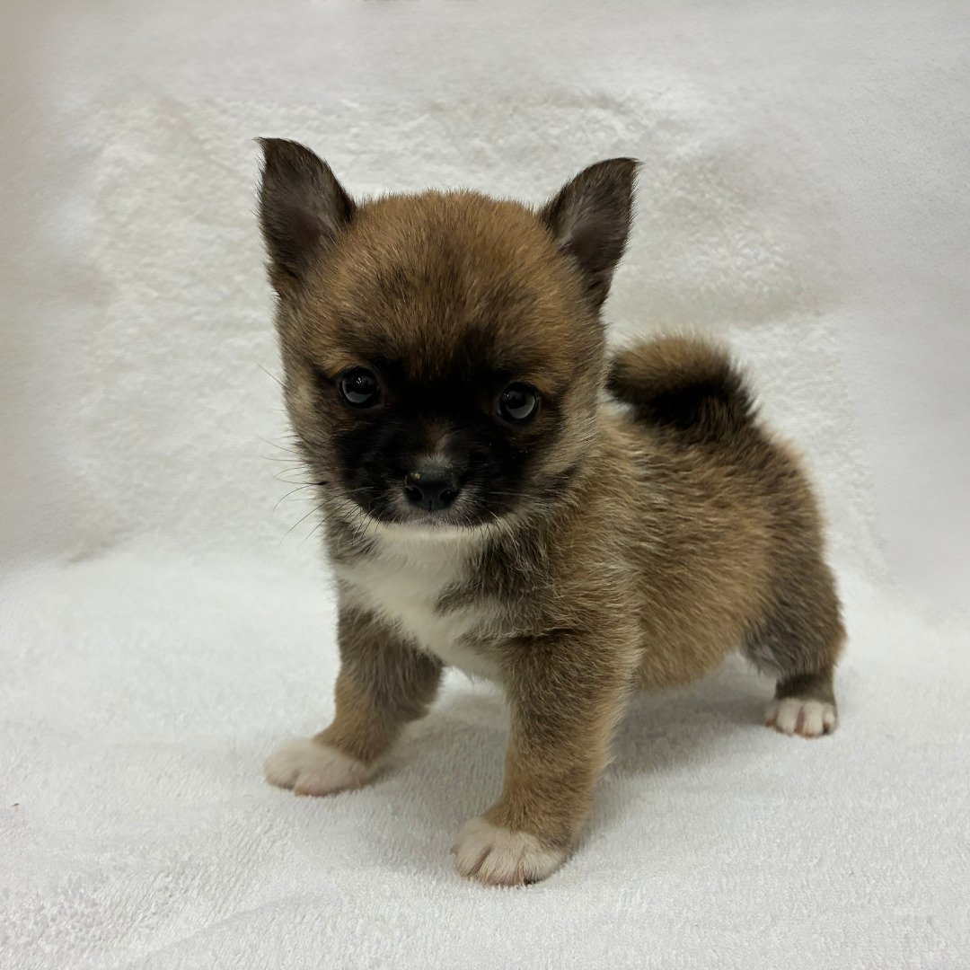 チワワ×豆柴犬（2026.04.15現在）