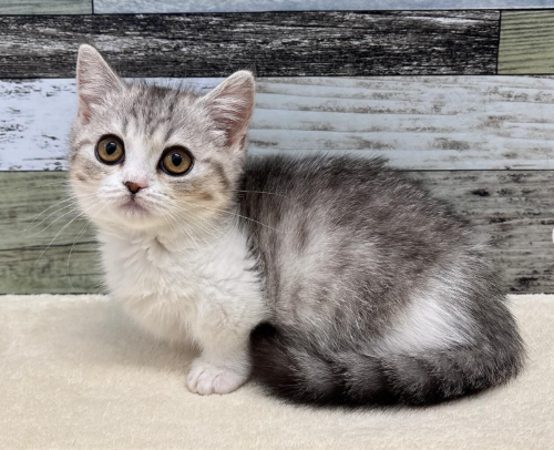 マンチカン（2026.04.18現在)