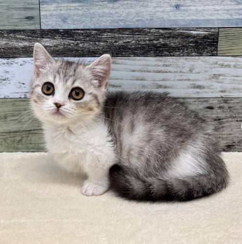 マンチカン（2026.04.18現在)