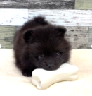 ポメラニアン（2026.04.18現在)