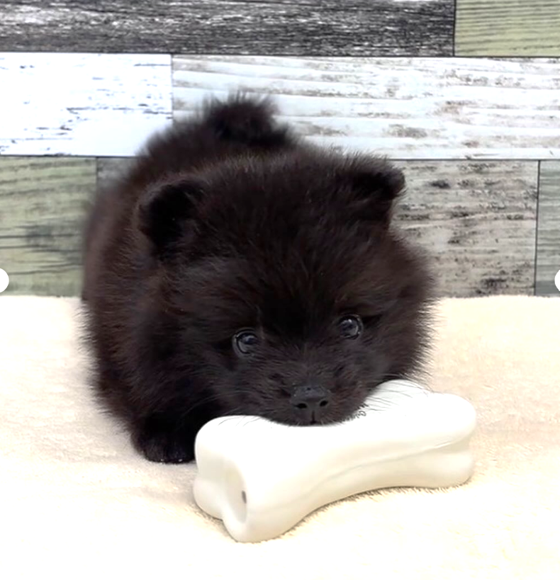 ポメラニアン（2026.04.18現在)