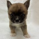 チワワ×豆柴犬（2026.04.15現在）