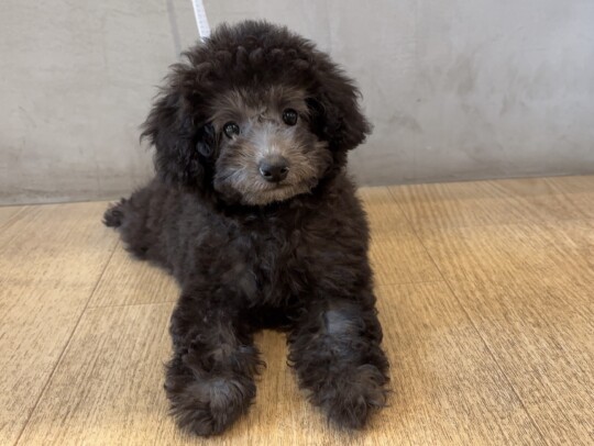 トイプードル(2026.04.29現在)